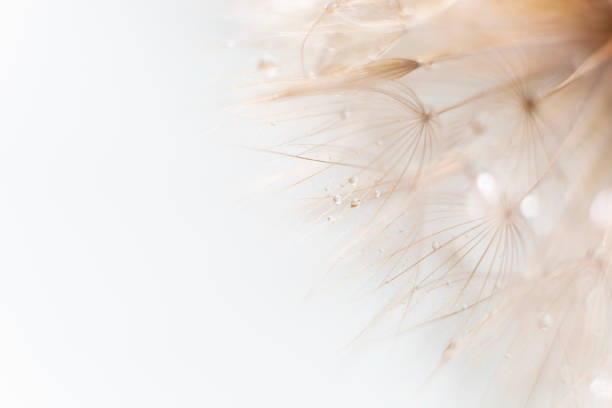 семя одуванчика макро - dandelion water dandelion seed dew стоковые фото и изображения