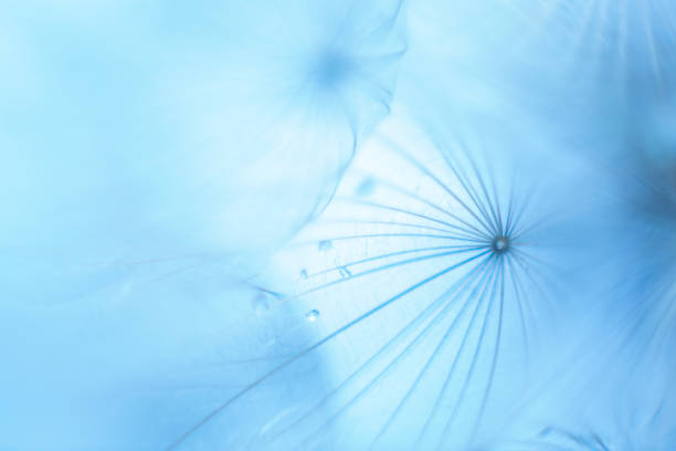 fundo azul da semente do dente-de-leão da macro - dandelion nature water drop - fotografias e filmes do acervo