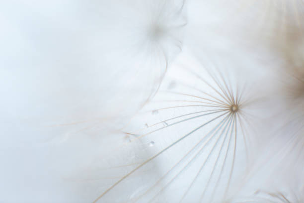 мягкий пушистый макрофон семян одуванчика - dandelion water dandelion seed dew стоковые фото и изображения