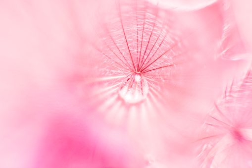 Pink macro background of fluffy Dandelion seed and raindrop.