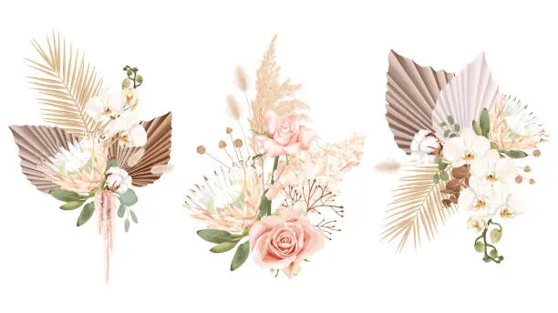 Vector illustration of Bouquets with flowers of protea, white orchid, pink rose, hydrangea, cotton, palm leaves, eucalyptus, reed and dry plants in boho style.