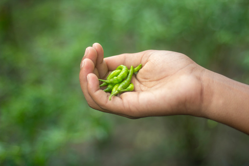 A boy holds a bunch of green chilly by his hand with five five-finger