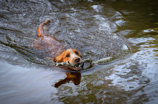 Working cocker spaniel swimming in Borstadvannet lake. Sørkedalen in Oslo.