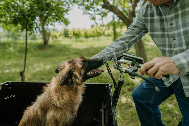 istock Dog in cargo bike 1674119381