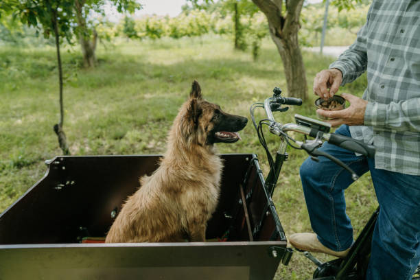 istock Dog in cargo bike 1674120174