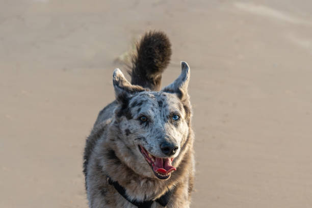 istock A funny spotted, non-breed dog with different colored looking up. 1674121243