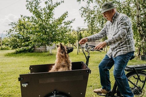 Senior man riding his pet dog in cargo bike.