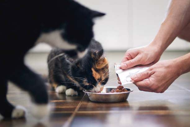 istock Man while feeding two hungry cats at home 1674123613