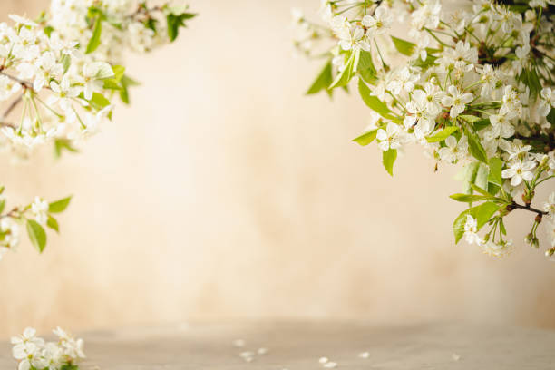 istock branches of blossoming cherry 1674124168