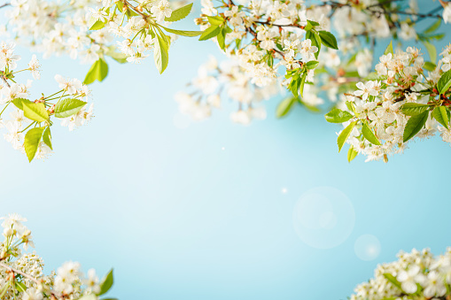 Spring banner, branches of blossoming cherry against background of blue sky, nature outdoors. sakura flowers, dreamy romantic image spring, landscape panorama, copy space.