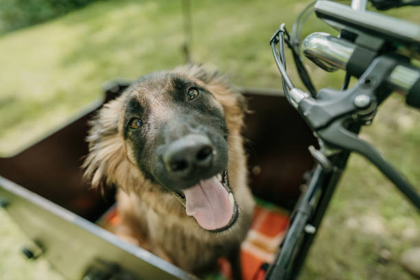 Cute dog sitting in cargo bike.
