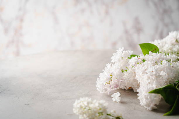 istock Blooming white lilac flowers 1674125914