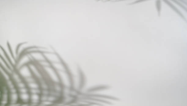 istock Shadow of tropical leaves 1674126522