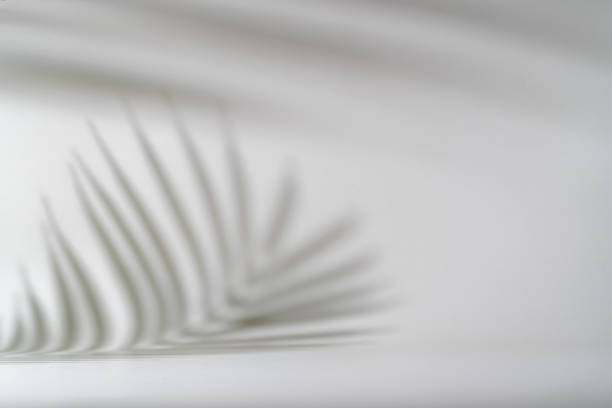 istock Shadow of tropical leaves 1674126550