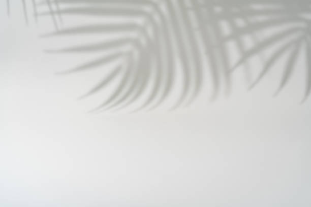 istock Shadow of tropical leaves 1674127097