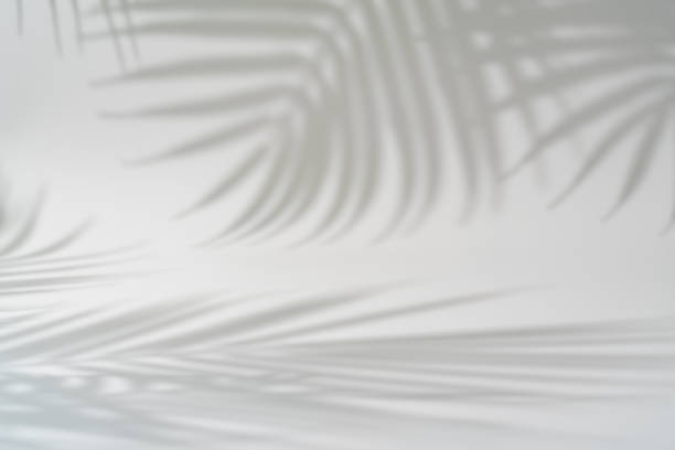 istock Shadow of tropical leaves 1674127107