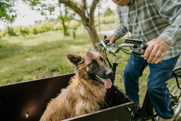 istock Dog riding in cargo bike 1674128334