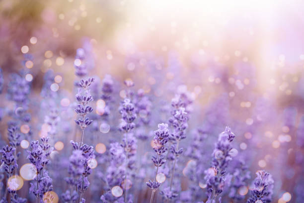istock Violet fragrant lavender flowers. 1674129487
