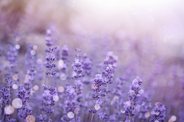 istock Violet fragrant lavender flowers. 1674129488