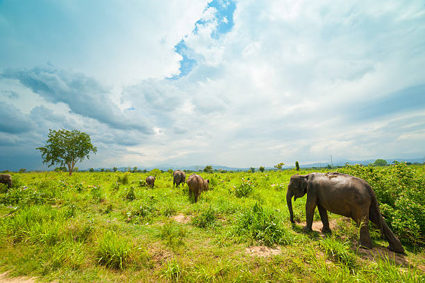 istock Group of wild elephants 167412969
