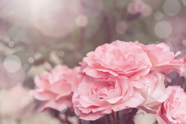 Blurred of Rose flowers blooming. in the pastel color style for background.