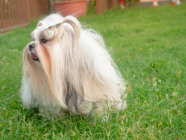 istock Fluffy white shih tzu dog on grass outdoor. 1674139251