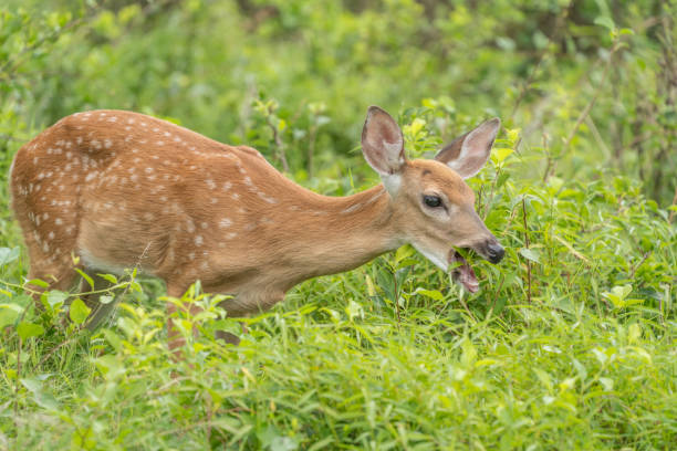 spotted deer in a cage