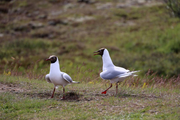 istock Arctic terns in close up- Iceland 1674139547