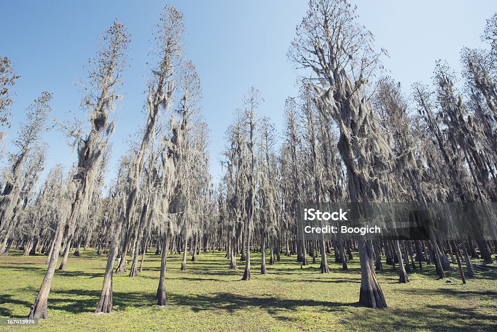 Florida Cypress Trees Growing Tall from Green Grass This is a horizontal, color photograph shot with a wide angle lens of a grove of cypress trees on a Hillsborough County Farm in Florida. Florida - US State Stock Photo