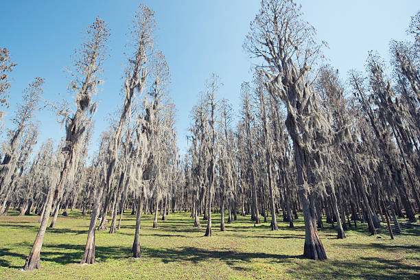 Florida Cypress Trees Growing Tall from Green Grass This is a horizontal, color photograph shot with a wide angle lens of a grove of cypress trees on a Hillsborough County Farm in Florida. plant city photos stock pictures, royalty-free photos & images
