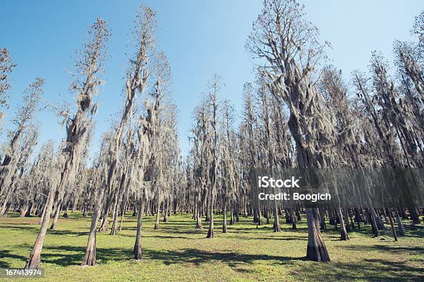 Florida Cypress Trees Growing Tall From Green Grass Stock Photo - Download Image Now