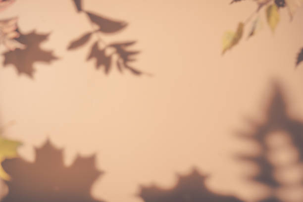 istock shadows of the maple tree leaves 1674141639