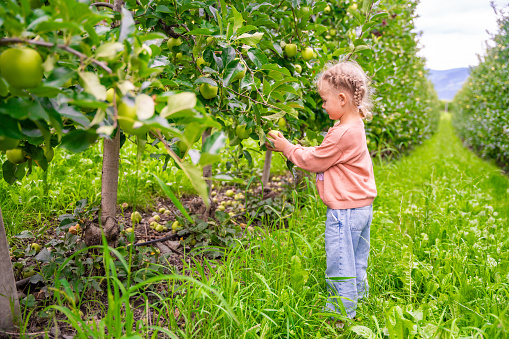 Little girl picking fruit in an apple plantation in South Tyrol, San Pietro town in Italy. High quality photo