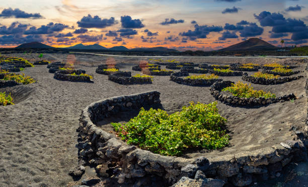 vignoble de la geria sur sol volcanique noir. - lanzarote canary islands volcano green photos et images de collection