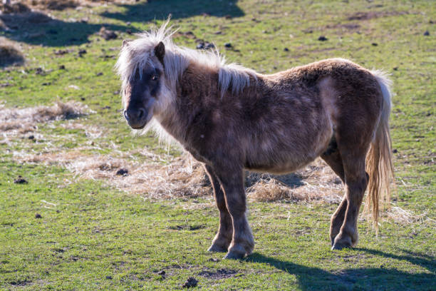 istock Brown ponies with white spots standing in a grassy green field 1674143680