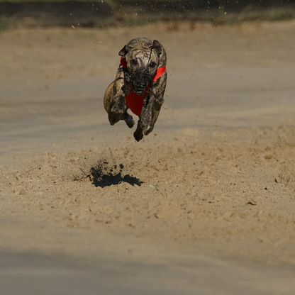 Front view of one awesome sighthound dog appearing to fly over the racetrack in Chatillon la Palud, France.