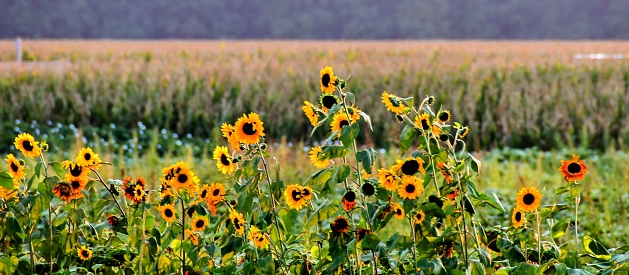 An outcrop of wild sunflowers grow in a meadow in front of a crop of cultivated corn