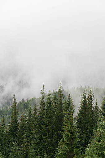 Beautiful morning panorama of forest covered by low clouds. Autumn fog on the mountain hills. Misty fall woodland. Green pine trees on forested mountain slopes. Carpathians, Ukraine.