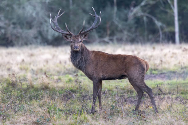 istock Autumn rituals in nature. Red deer rut 1674144907