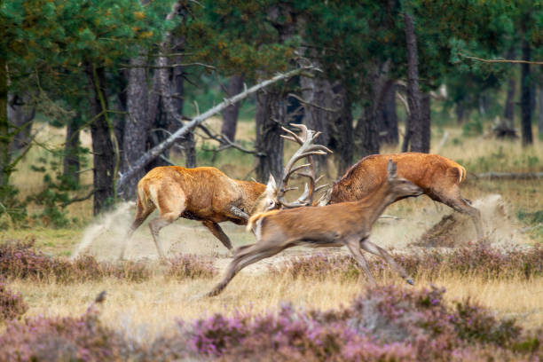istock Autumn rituals in nature. Red deer rut 1674144928