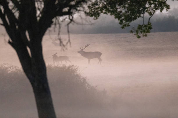 istock Autumn rituals in nature. Red deer rut 1674144964