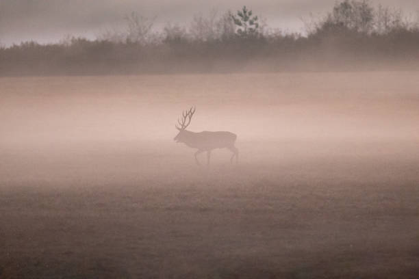 istock Autumn rituals in nature. Red deer rut 1674144991