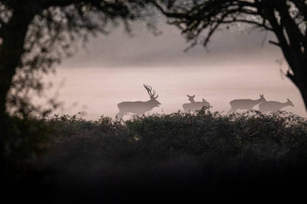 istock Autumn rituals in nature. Red deer rut 1674145004