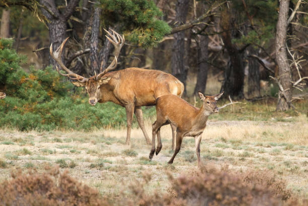 istock Autumn rituals in nature. Red deer rut 1674145010