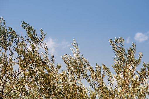 Olive tree branches under a blue sky
