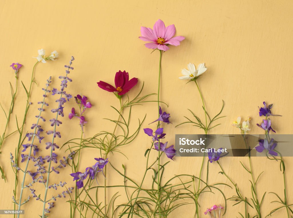 Wild Flowers Planted in the Spring A row of wild flowers against yellow Beauty Stock Photo