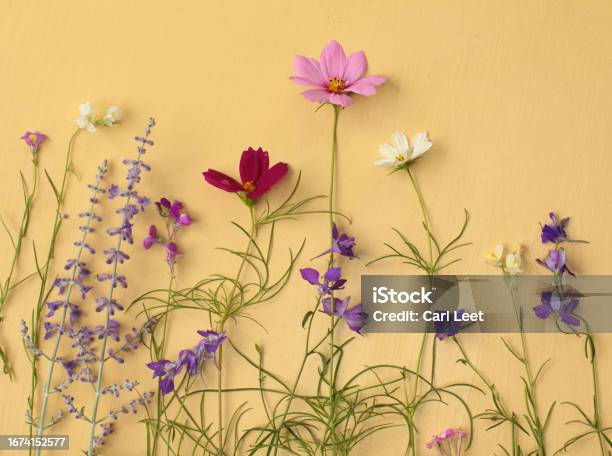 Wild Flowers Planted In The Spring Stock Photo - Download Image Now - Beauty, Bluebottle, Color Image