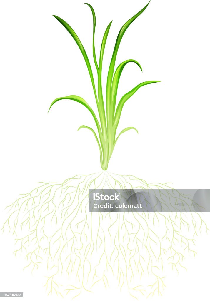 Verde grass - arte vectorial de Agricultura libre de derechos