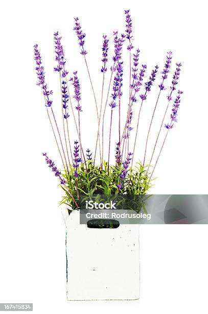 컴포지션 있는 인공 정원 꽃 장식 꽃병 0명에 대한 스톡 사진 및 기타 이미지 - 0명, Limonium, 계절