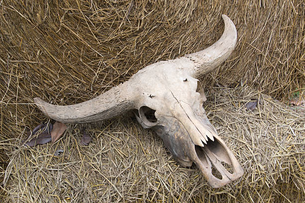 istock Buffalo skull on rice straw 167415945